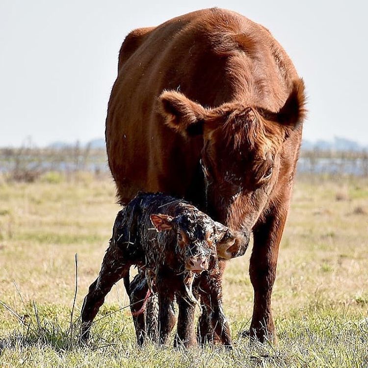 Vaca acompañando a su ternero recién nacido